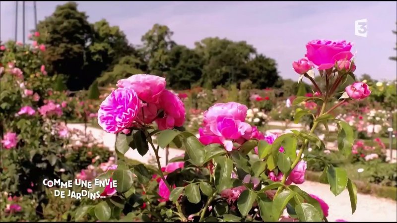 Entretenir ses rosiers Extrait vidéo Comme une envie de jardins