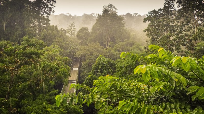 Dans La Jungle De Born O Documentaire En Replay