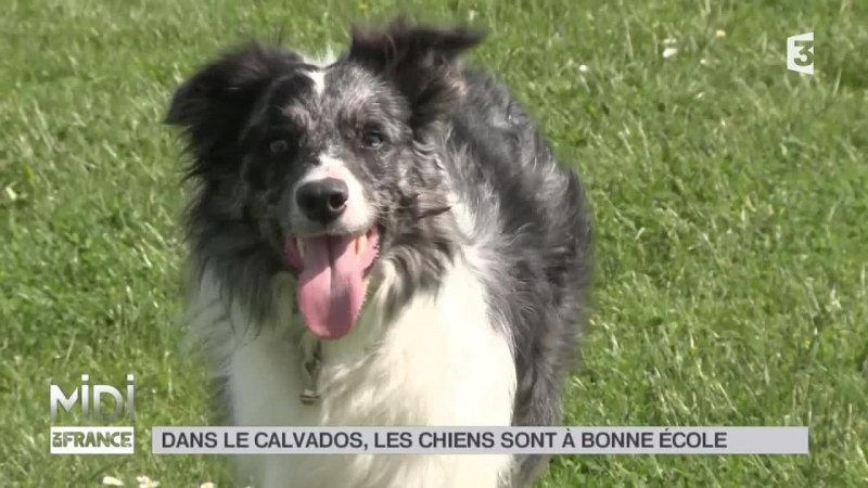 Animaux Dans Le Calvados Les Chiens Sont Bonne Cole Extrait