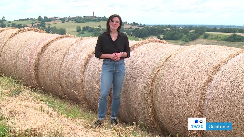 Récolte de l ail en Lomagne Rencontre des langues régionales à Agen