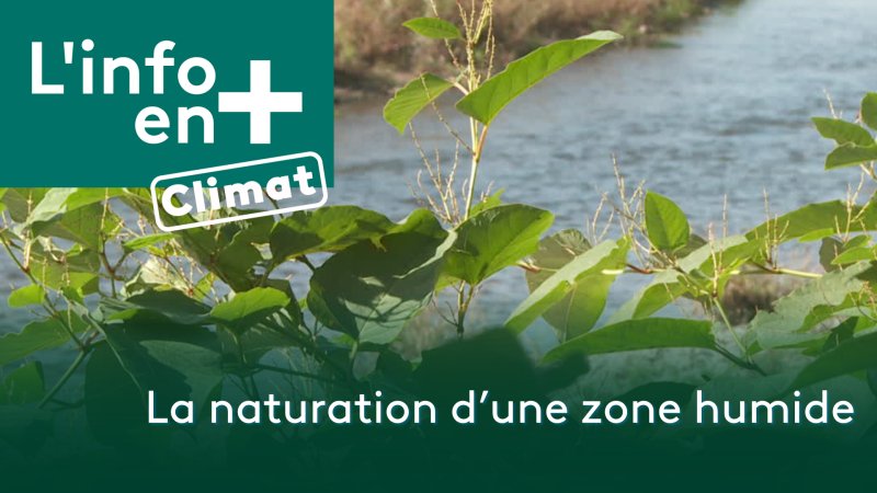 La Naturation Dune Zone Humide Documentaire En Replay