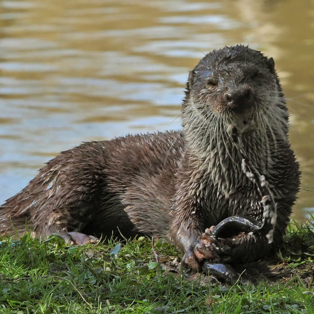 La Loutre Apres L Eden En Streaming Replay France 5 France Tv