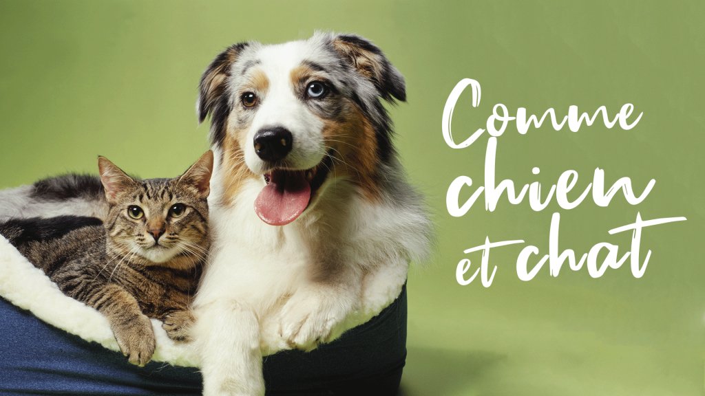 Comme Chien Et Chat En Streaming Replay France 4 France Tv