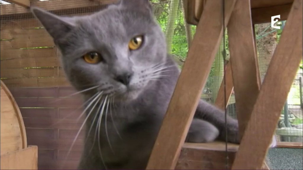 Connaissez Vous Les Chats Bleus Extrait En Streaming France Tv