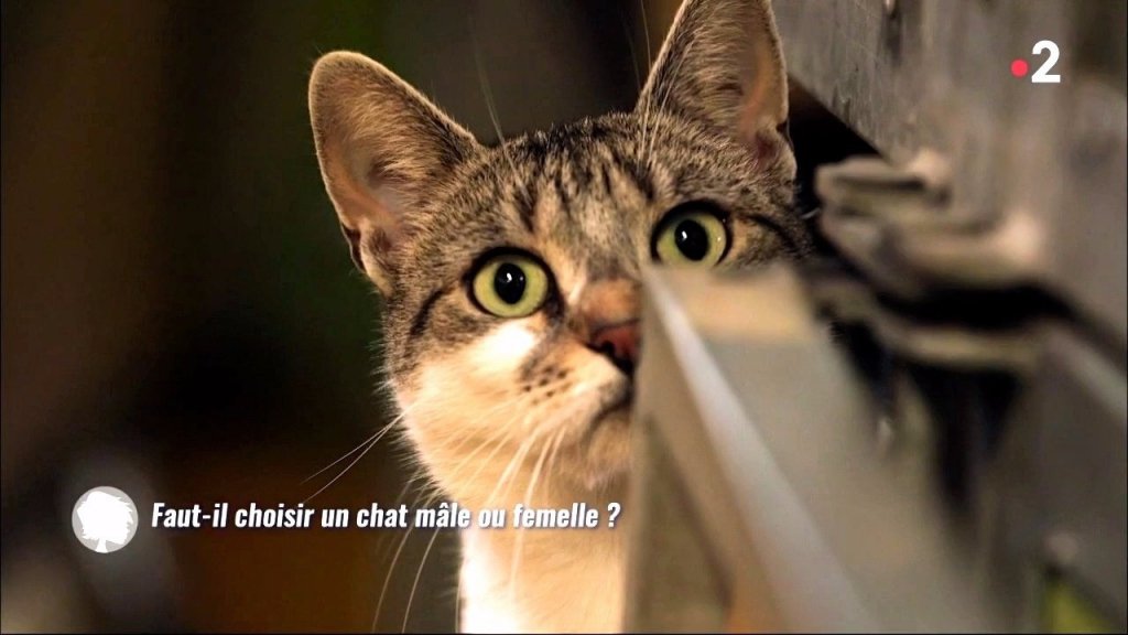 Chat Male Ou Femelle Extrait C Est Au Programme En Streaming France Tv