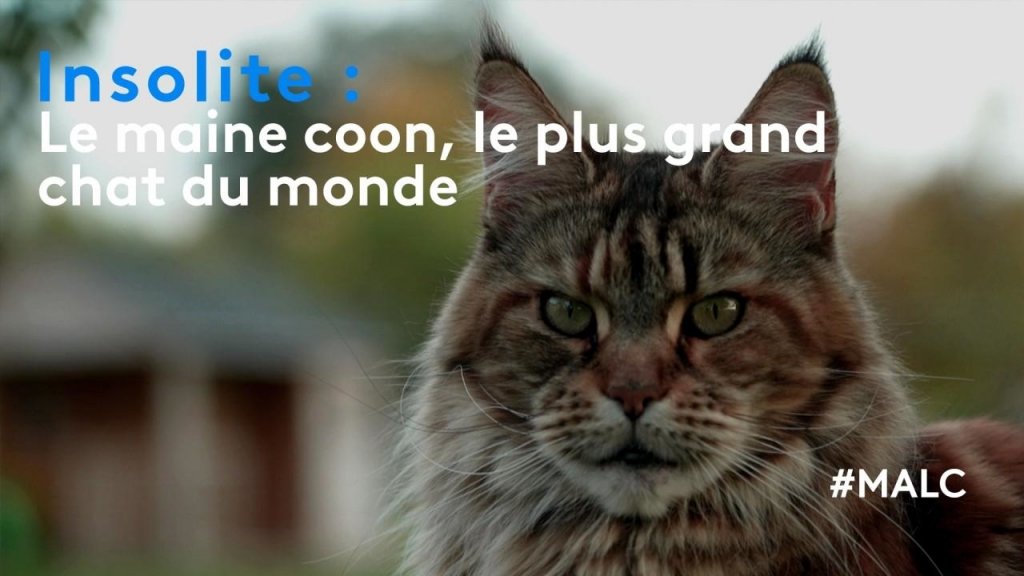 Insolite Le Main Coon Le Plus Grand Chat Du Monde Extrait Meteo A La Carte En Streaming France Tv