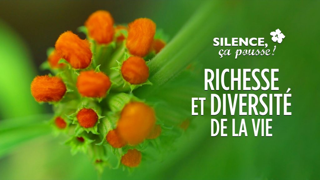 Silence Ca Pousse Richesse Et Diversite De La Vie En Streaming Replay France 5 France Tv