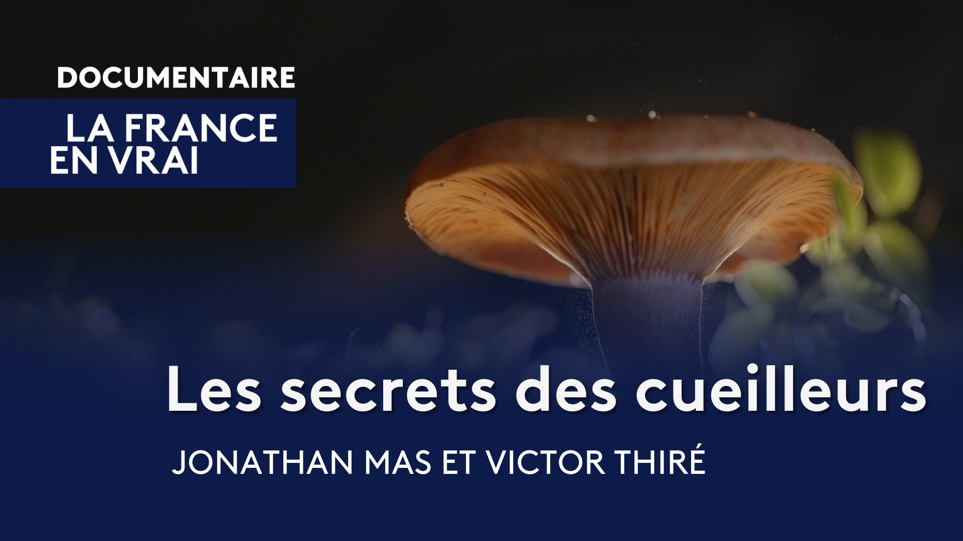 REPORTAGE. Les champignons de Paris luttent pour survivre
