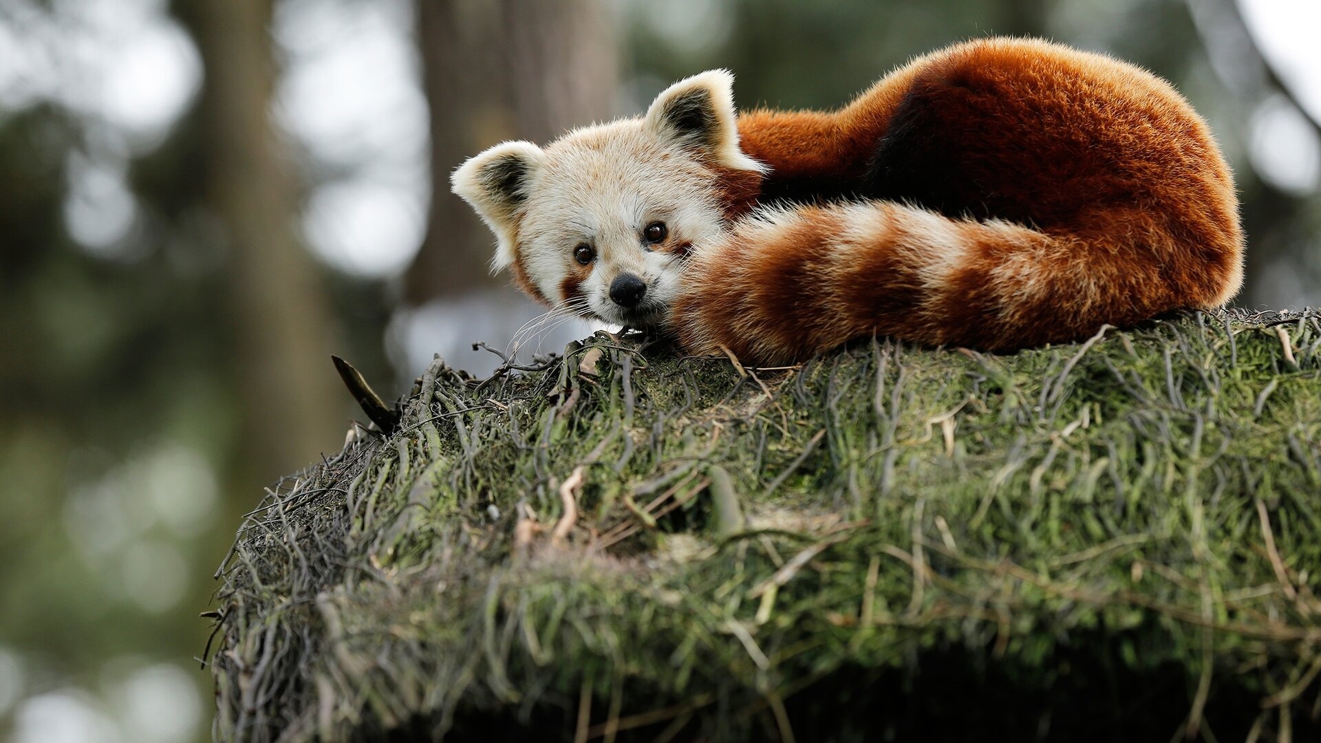 Les pandas roux donnent des sueurs froides aux responsables de zoos -  Edition du soir Ouest-France - 10/01/2020