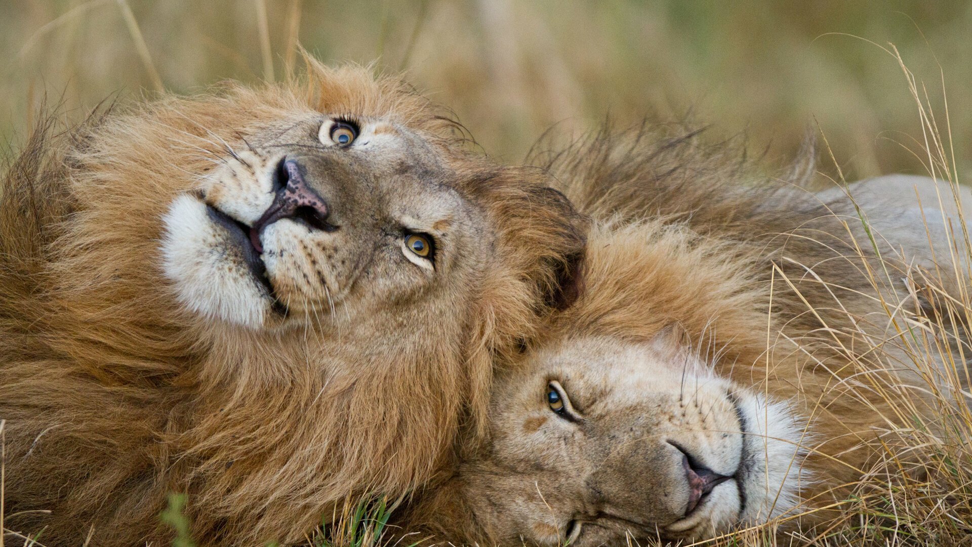 Le règne des lions du Masaï Mara - Documentaire en replay