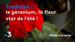 Replay Météo à La Carte Le Géranium La Fleur Star De Lété