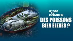 Le Doc Du Dimanche Tous Les Episodes En Streaming France Tv