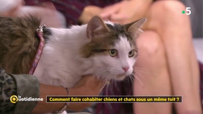 La Quotidienne Comment Faire Cohabiter Chiens Et Chats Sous Un Même Toit