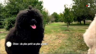 Cest Au Programme Chien Du Plus Petit Au Plus Grand