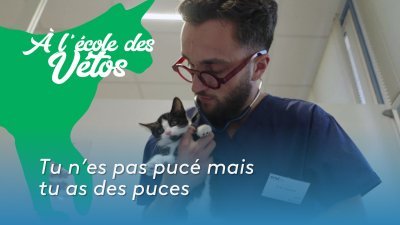 « Tu n'es pas pucé mais tu as des puces » - vidéo undefined - france.tv