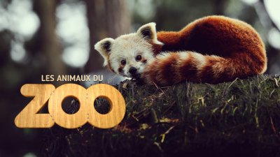 Les Animaux Du Zoo Replay Et Vidéos En Streaming France Tv