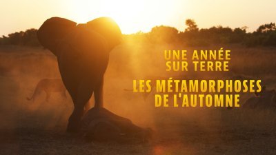 Les métamorphoses de l'automne - vidéo undefined - france.tv