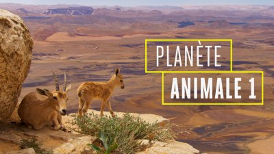 Planete Animale Emission Du Mardi 14 Fevrier 2017 En Streaming Replay France 2 France Tv