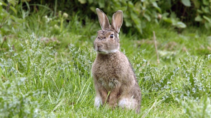 Replay Grandeurs Nature, Grandeurs Nature Les Super-pouvoirs Des Lapins ...