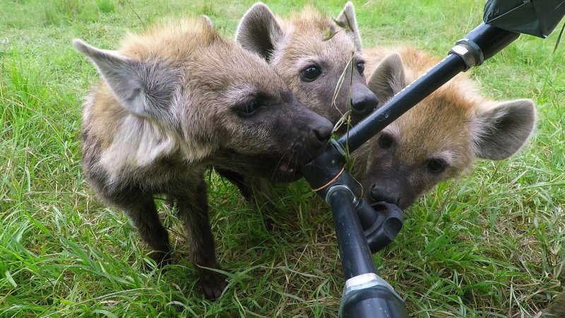 Bébés animaux - France TV