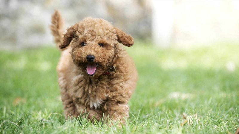 Une Vie De Chiot Nouvelle Generation Une Vie De Chiot Nouvelle Generation