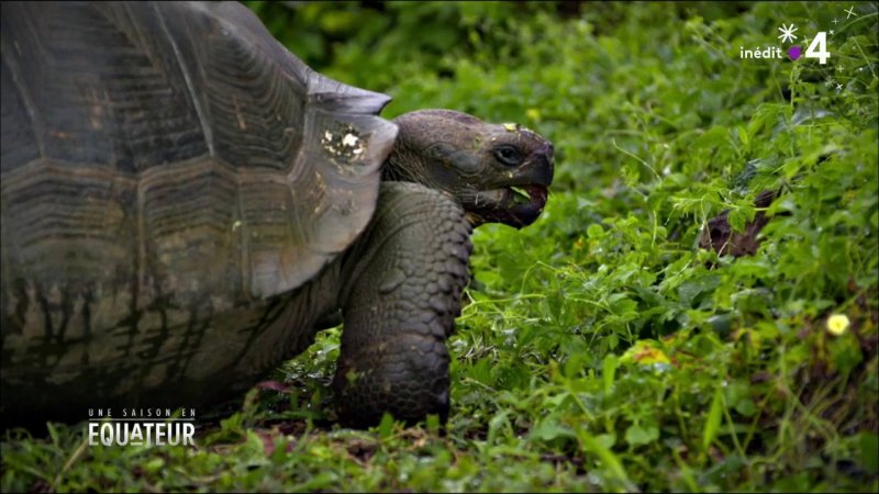 Une Saison En Equateur En Replay Revoir Toutes Les Emissions De Une Saison En Equateur En Replay