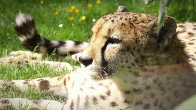 Une Saison Au Zoo Emission Du Vendredi 11 Septembre 2020 En Streaming Replay France 4 France Tv