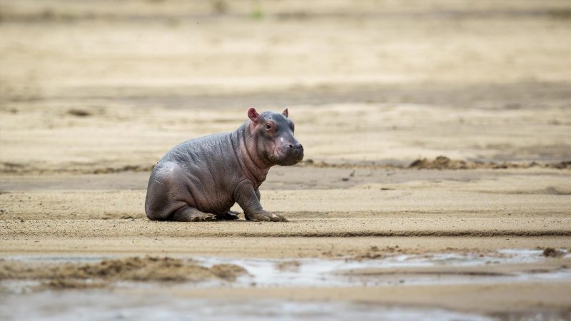 Replay Bebes Animaux Bebes Animaux Une Enfance Au Fil De L Eau Du France 5