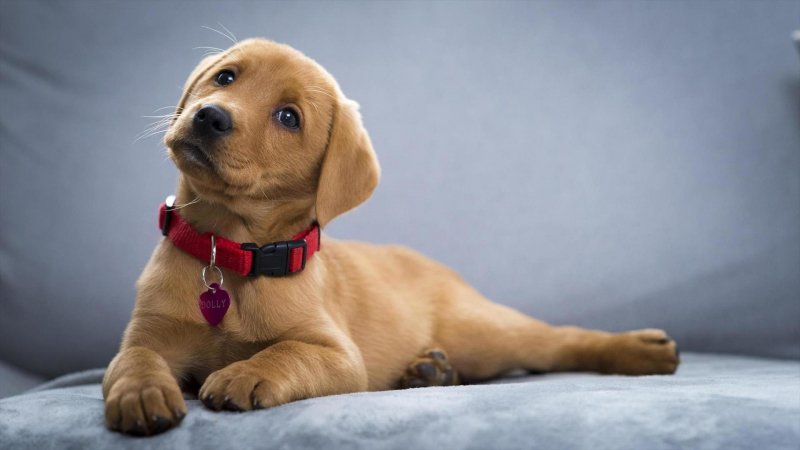 Une Vie De Chiot Une Nouvelle Famille