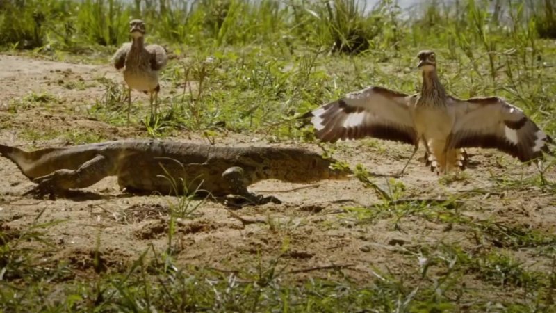 Animaux sauvages de la jungle