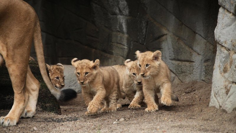 L Ecole Des Bebes Animaux Seance De Vaccination Chez Les Lionceaux En Streaming Replay France 5 France Tv