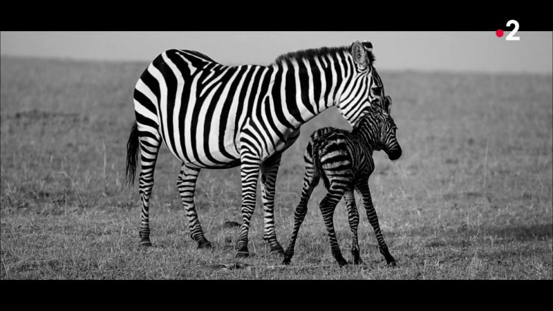 Les Premiers Pas D Un Bebe Zebre Extrait Grandeurs Nature En Streaming France Tv