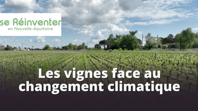 Les vignes face au changement climatique - vidéo undefined - france.tv