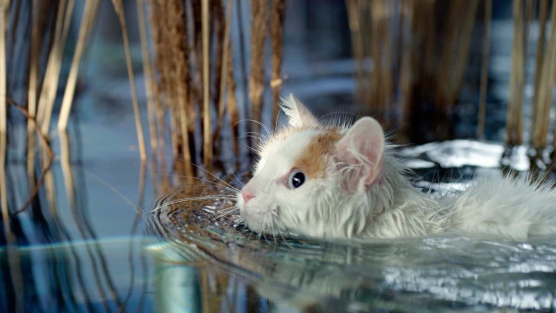 Les Super-pouvoirs Du Chat - Documentaire En Replay