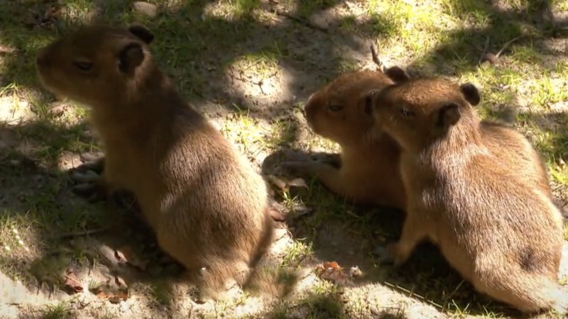 Une Saison Au Zoo Emission Du Mardi 29 Septembre 2020 En Streaming Replay France 4 France Tv