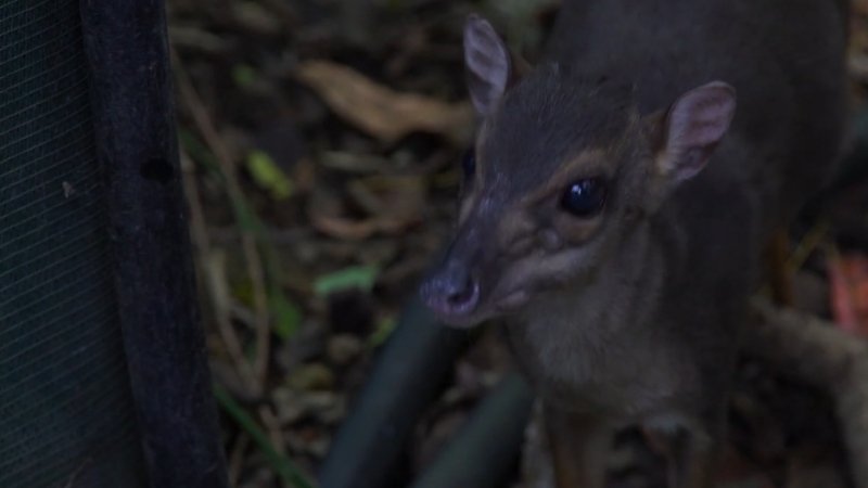 Refuges Pour Animaux Sauvages Saison 1 Episode 8 En Streaming France Tv