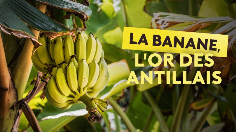 Gardons la banane ! - Documentaire en replay