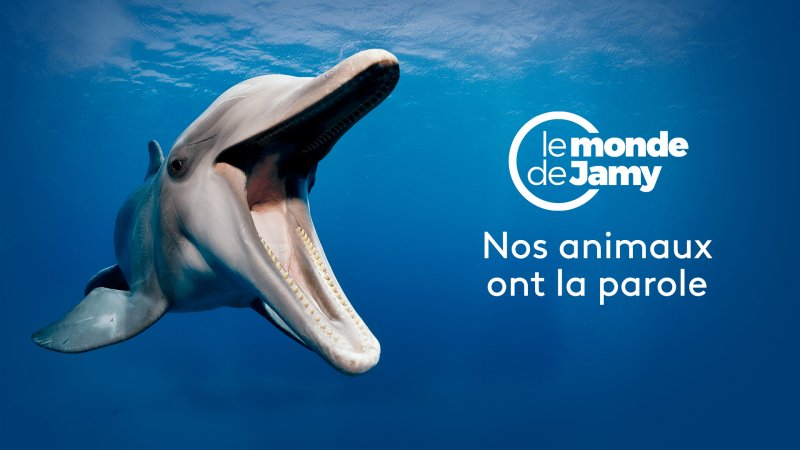 Le Monde De Jamy Nos Animaux Ont La Parole En Streaming Replay France 3 France Tv