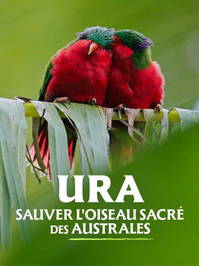 Ura, sauver l'oiseau sacré des australes - vidéo undefined - france.tv