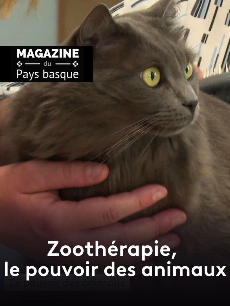 Zoothérapie, le pouvoir des animaux - vidéo undefined - france.tv