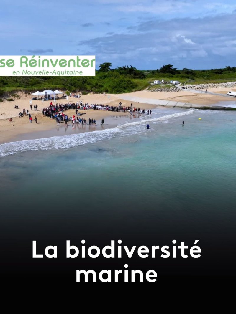 Biodiversité marine - vidéo undefined - france.tv