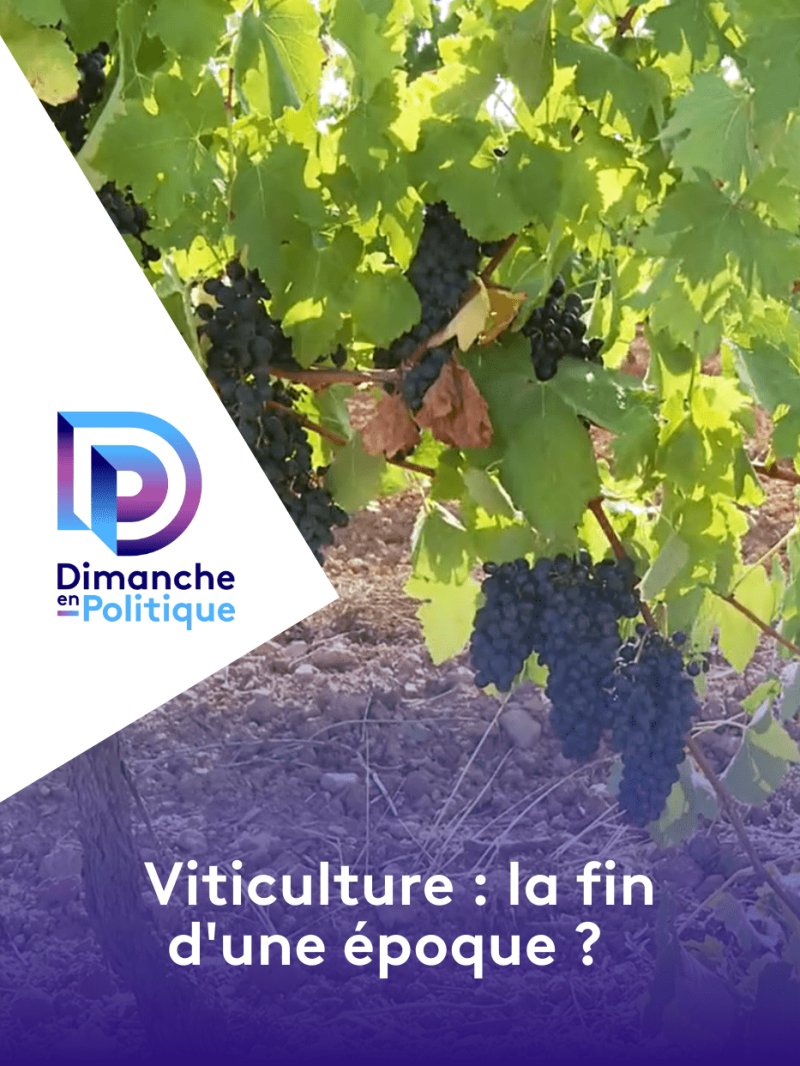 Viticulture : la fin d'une époque ? - vidéo undefined - france.tv